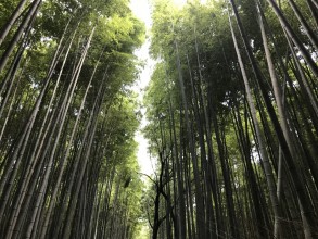 Japon: Jour 15 / Day 15 (Arashiyama/Inari) 13,2 kms de marche